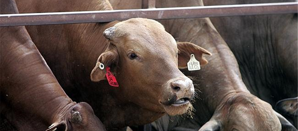 Surge in Australian Agricultural Company and Mineral Resources 