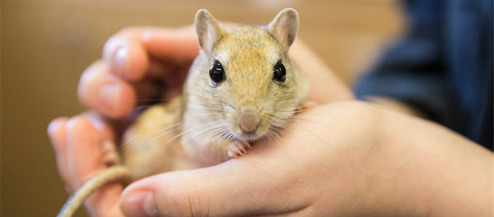 What made Greencross and Incitec Pivot fall on ASX? GXL and IPL  