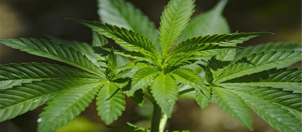 Why did these two Pot stocks plunge? – MMJ Phytotech Ltd and Auscann Group Holdings Ltd