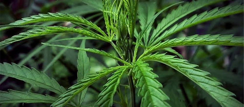 4 Pot Stocks - THC, MDC, CGB, AC8 