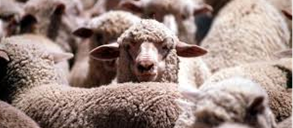 DIVIDEND STOCKS TO LOOK AT THIS YEAR END