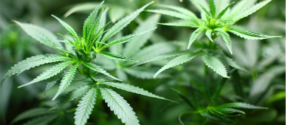 Is Cannabis’ boom a bubble –Zelda, Auscann, Stemcell United, Creso Pharma, MMJ Phytotech