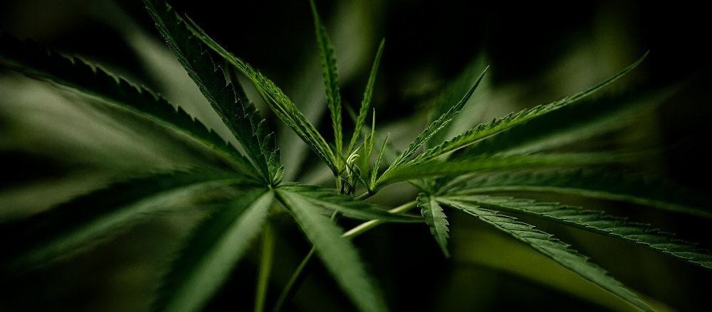 2 Cannabis Stocks - EOF, MDC