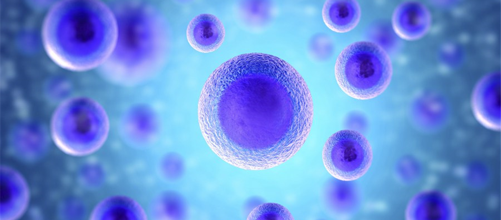 Why did Stemcell United Limited (ASX: SCU) barge high?