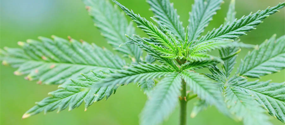 Should you hold positions in Creso Pharma and Monash IVF?