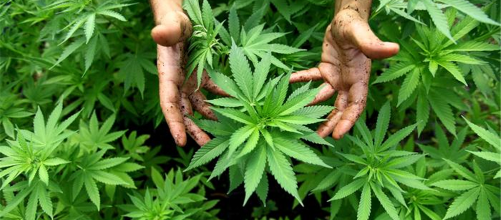 3 Pot Stocks – AC8, THC and CAN  