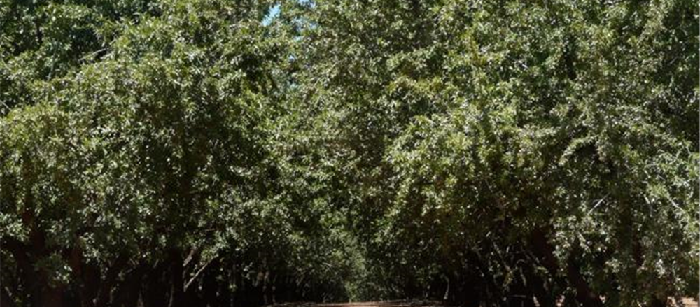 Two stocks that plummeted - Select Harvests and Challenger 