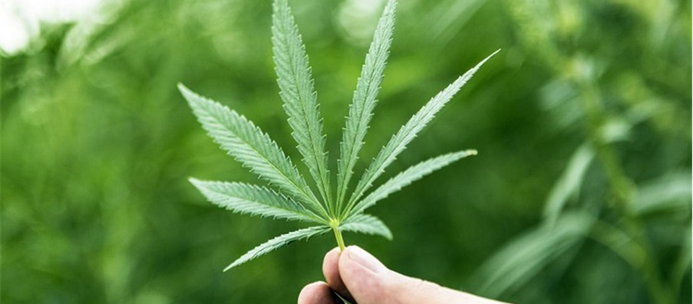 A pot stock on growth track - THC