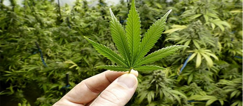 4 pot stocks to watch - Zelda Therapeutics, Auscann Group Holdings, Stemcell United and Creso Pharma