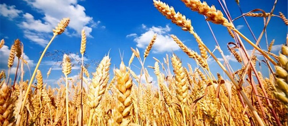 Two ASX stocks with price jump of >5% – Graincorp and Australian Agricultural Company