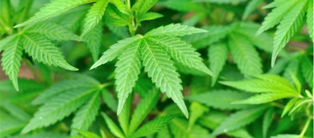 4 Cannabis Stocks to look at - Stemcell United, Auscann, Creso Pharma and Zelda Therapeutics