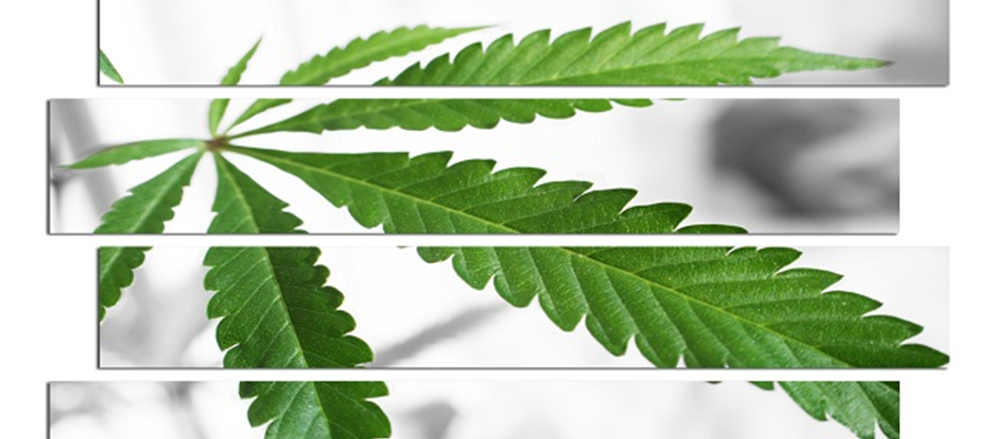 7 Pot stocks – Are these still the hottest picks to be grabbed?