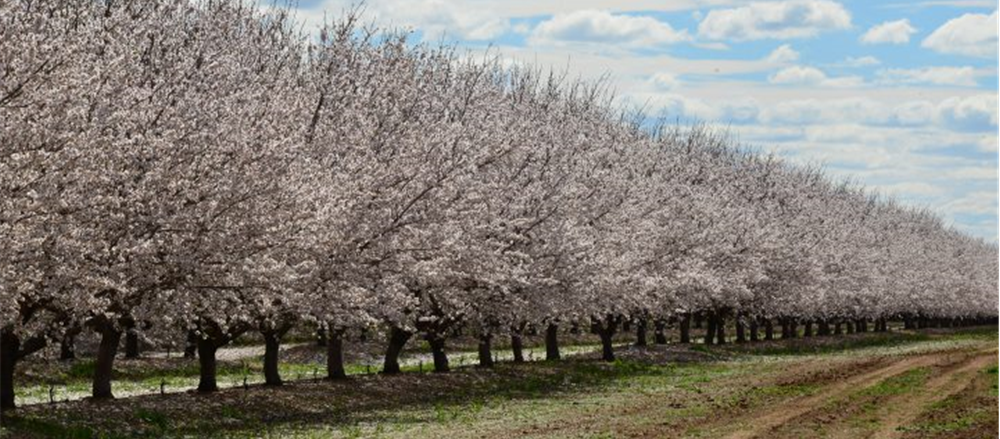 Do you own these 5 small-cap stocks – RFF, PSQ, DTL, BAL and BWX?  