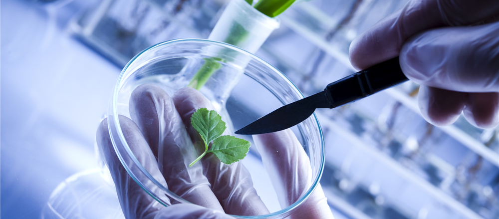 4 Pharma and Biotech Stocks - NoxoPharm, Nanosonics, Mayne Pharma and Fisher & Paykel Healthcare