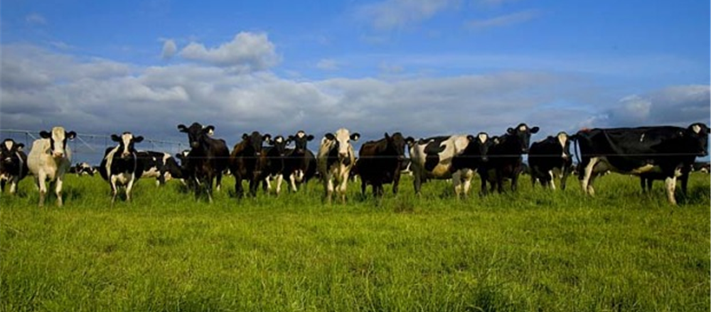 What is with Murray Goulburn, the Struggling Dairy Company