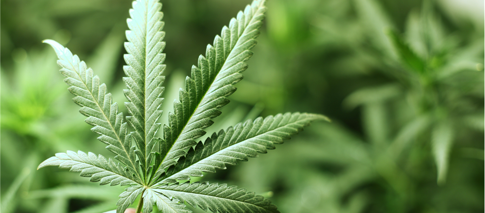 Three reasons why Gleneagle Gold is repositioning itself as Zelda Therapeutics 