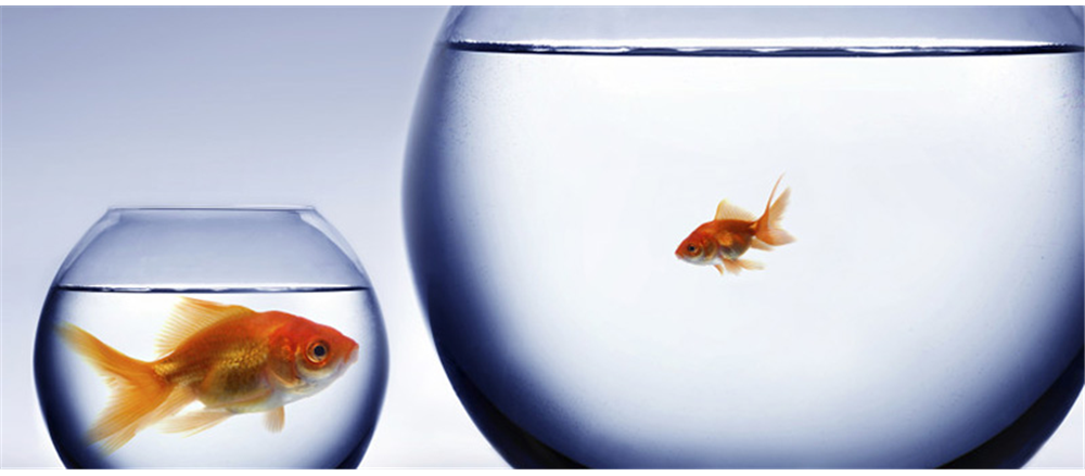 4 Small-cap Stocks - SEC, PET, RGI, AEB