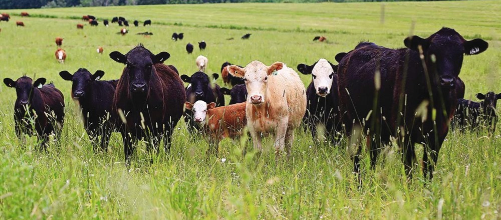 2 Consumer Staples Stocks - AAC, SHV