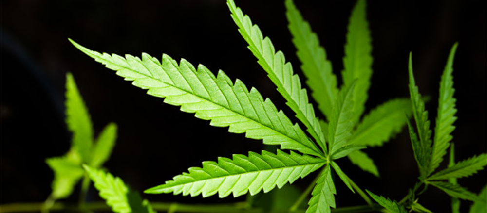 One US-Listed Cannabis Stock to Bet on – GWPH