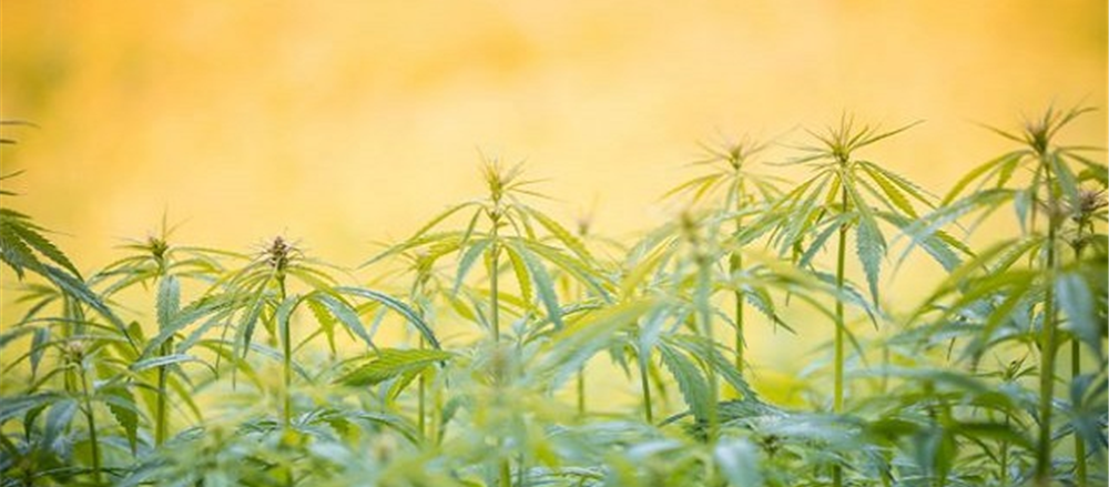 Why did these two ASX stocks witness a price rally – MMJ Phytotech Ltd and Perseus Mining Ltd?