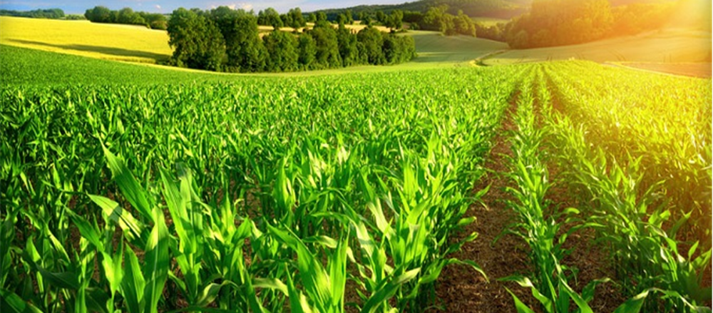 Two Agriculture stocks - Nufarm and Graincorp