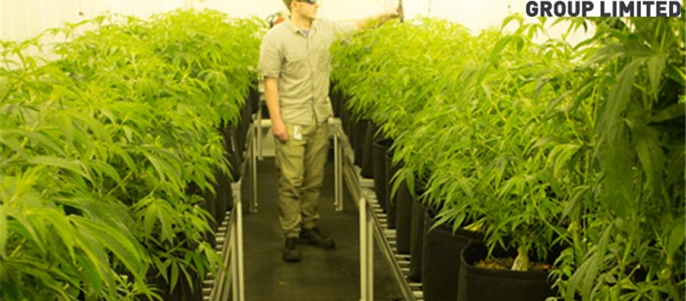 2 Speculative Pot Stocks - CAN, EXL