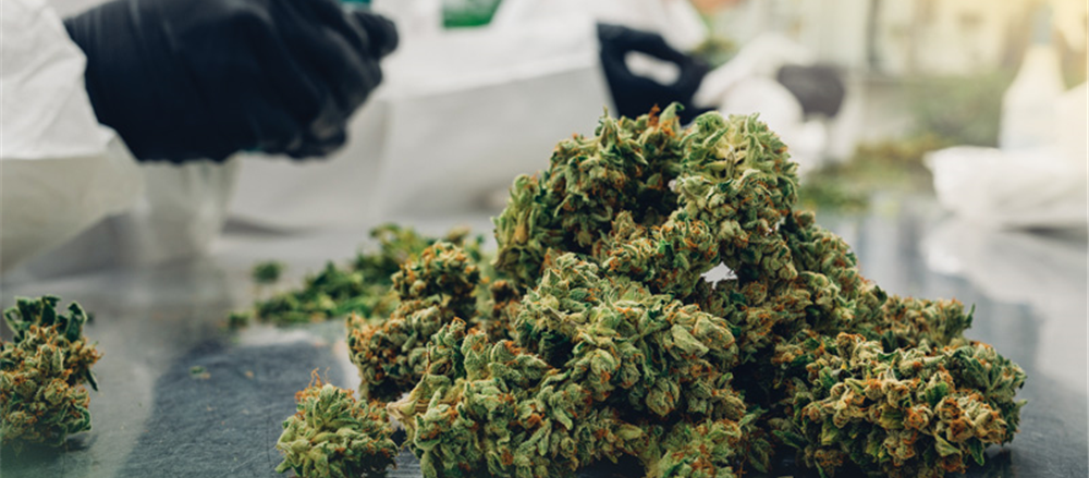 Why are investors pulling against Creso Pharma and AusCann?  