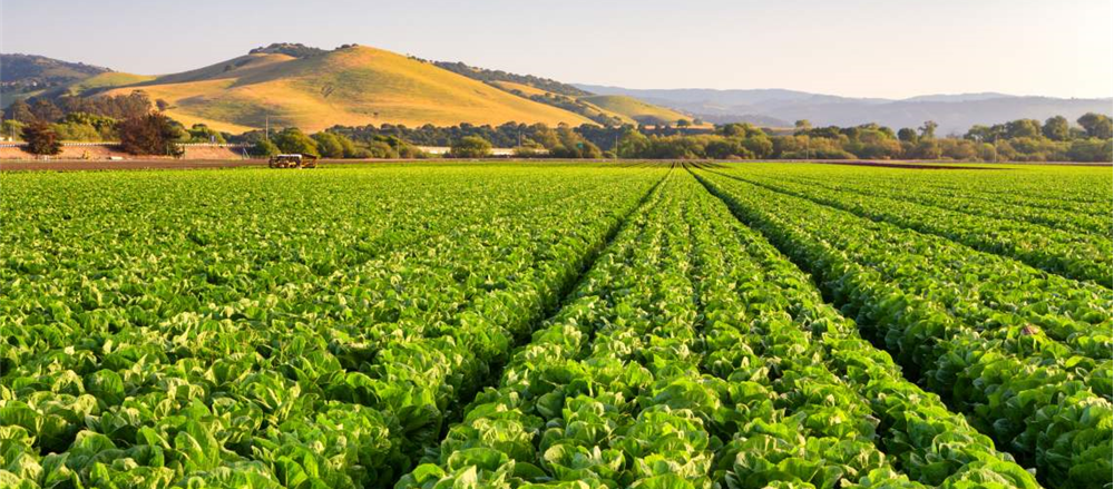 4 Agricultural and Food Producer Stocks – RHL, CSS, HUO and AAC  