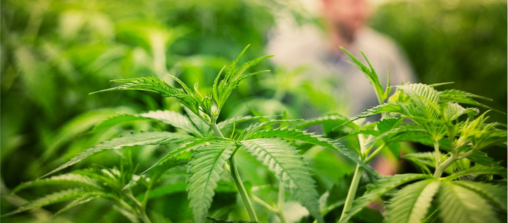 6 Pot Stocks under the Canadian Marijuana legalization Purview – CAN, EXL, AC8, MMJ, CPH, THC