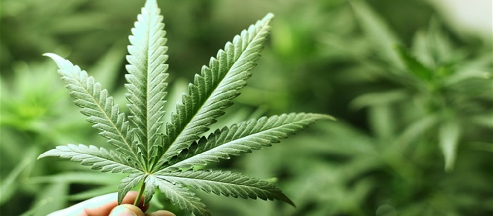 Is it Time to Get High on Cannabis Stocks?