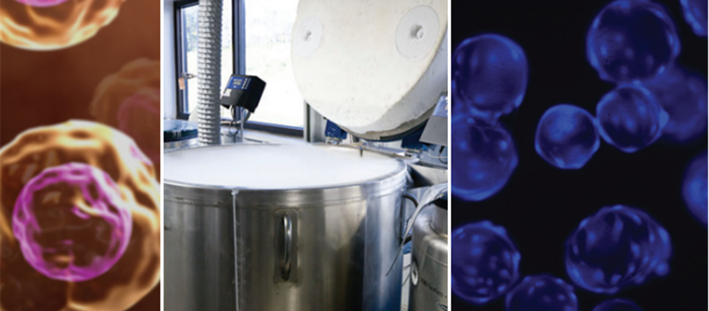 Is the recent price crash a good opportunity ?