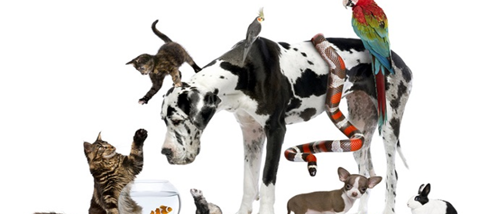 One pet care company to buy - Greencross Ltd.