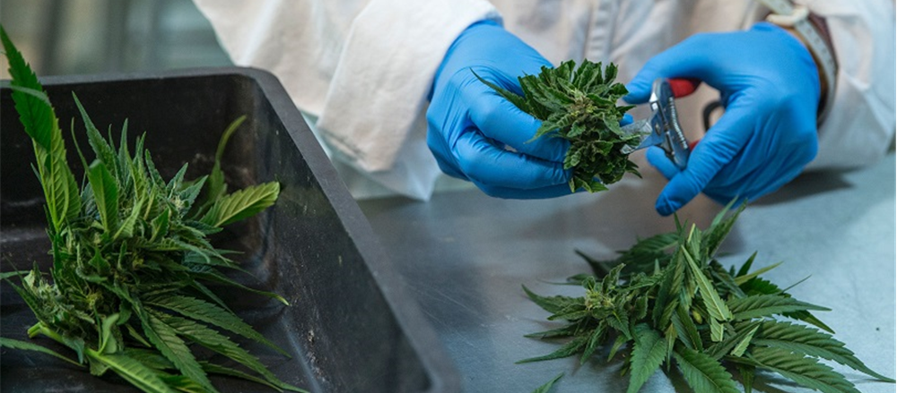 2 small-cap healthcare stocks on the uptrend – ZLD and CPH