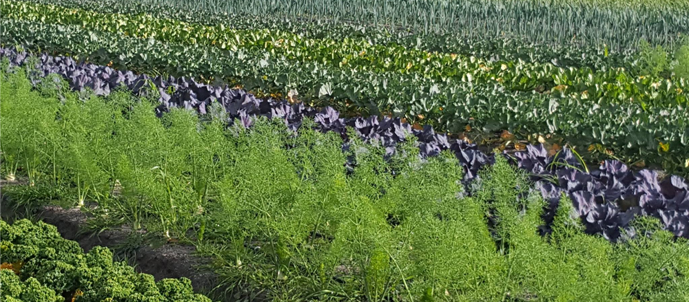 2 Listings for this Week - Wide Open Agriculture Limited and GeoCrystal Limited  