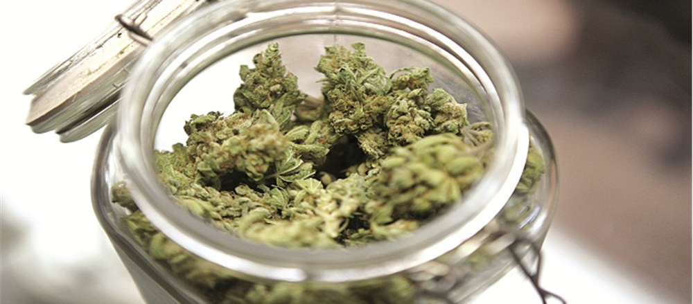 What made AusCann rocket high on ASX?