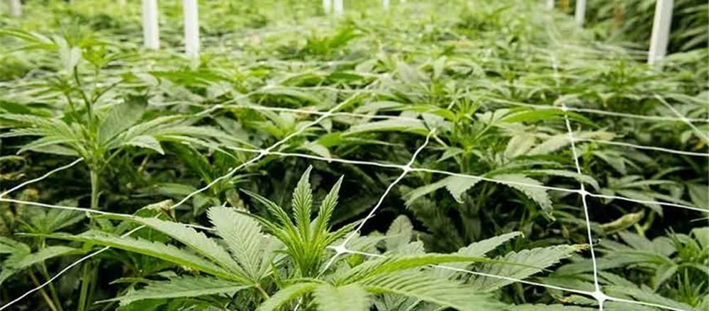 3 Pot Stocks - CAN, AC8, EXL 