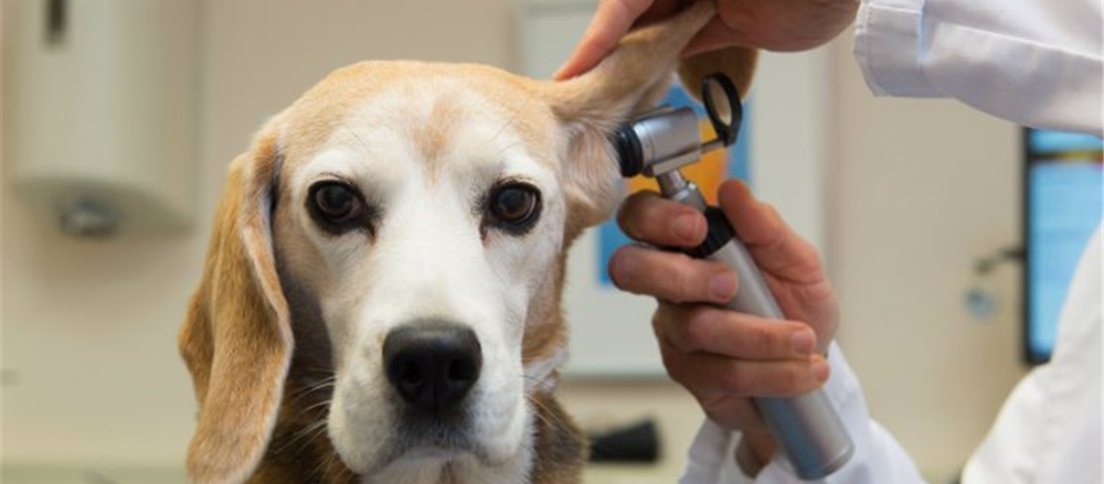 2 Stocks in Veterinary Space - GXL, NVL