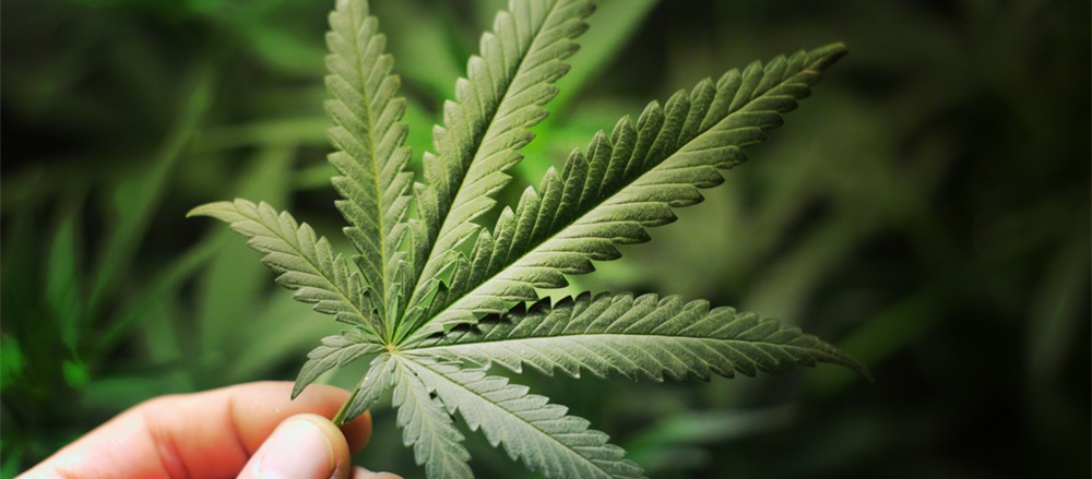 3 Pot Stocks - EXL, CAN, MDC