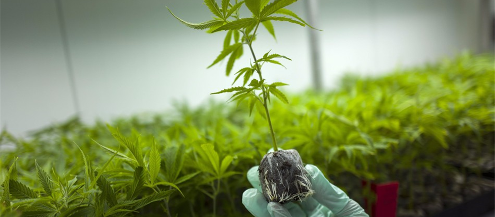 Cannabis Stocks get High on Regulatory Announcement