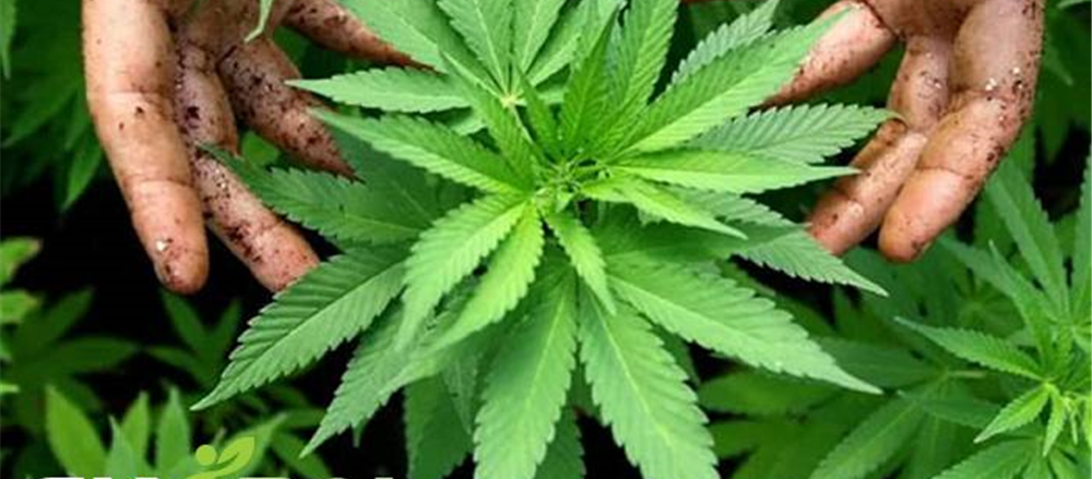 3 Speculative Pot Stocks at low levels – EXL, CAN, MDC