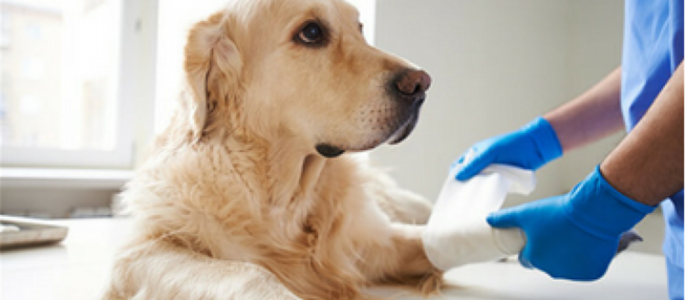 4 Stocks lately coming under the radar of short sellers – GXL, GMA, ORE and AAC