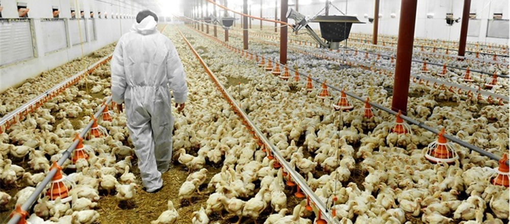 3 Most Shorted Stocks to Look at- ING, NUF, SYR 