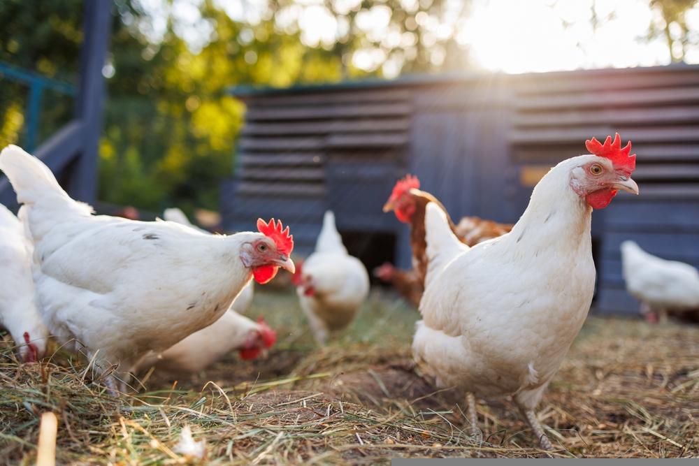 One Food Stock Facing Resistance at Current Levels – ING