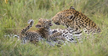 Leopards feature in latest edition of acclaimed wildlife photobook ...