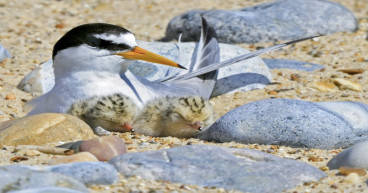 Little Tern Chicks Fledge After Project To Raise Beach Above High Tides ...