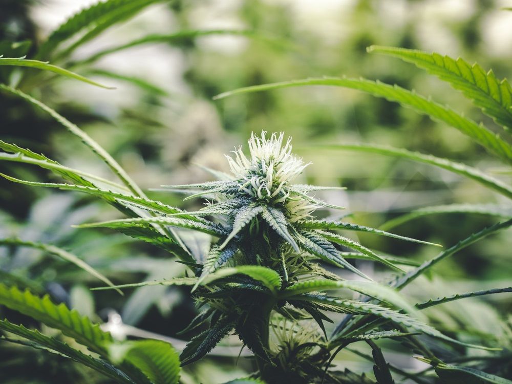 Should we Consider these 2 POT Stocks from Long-Term Perspective- CAN, MDC